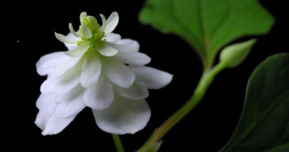 ドクダミ八重の花 調布で人気の整体の専門家が日々の出来事を書いているブログ