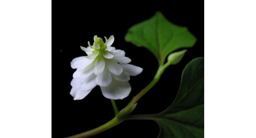 ドクダミ八重の花 調布で人気の整体の専門家が日々の出来事を書いているブログ