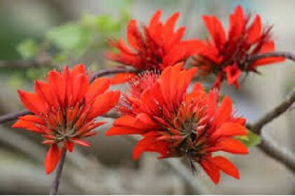 花